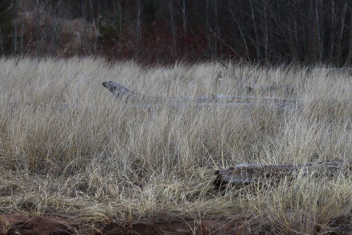 grasses on Wisconsin Point